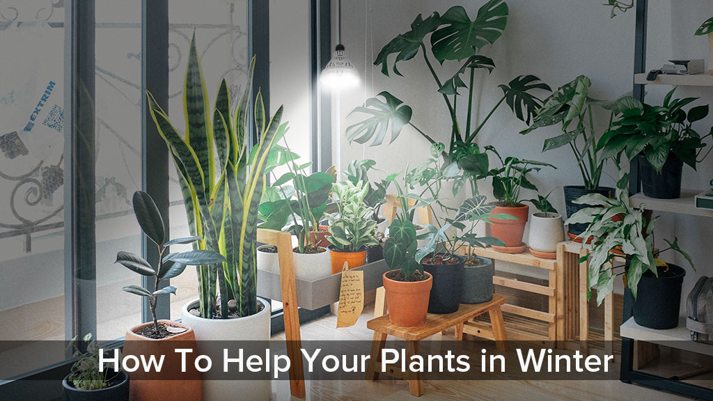 How To Help Your Plants in Winter