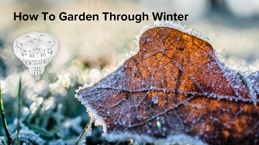 How To Grow Plants Through Winter 