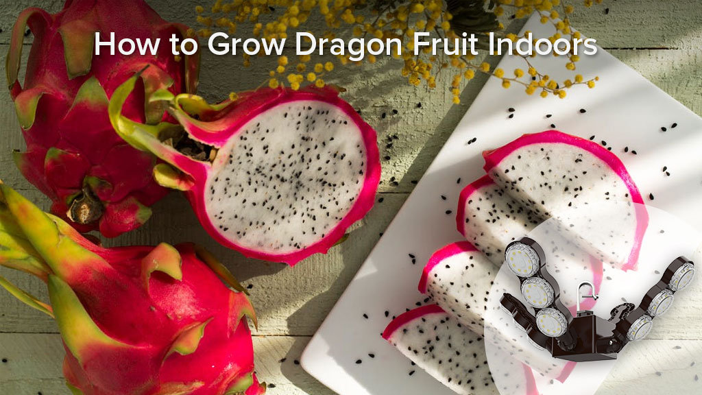 Indoor Grow Guide: How to Grow Dragon Fruit Indoors