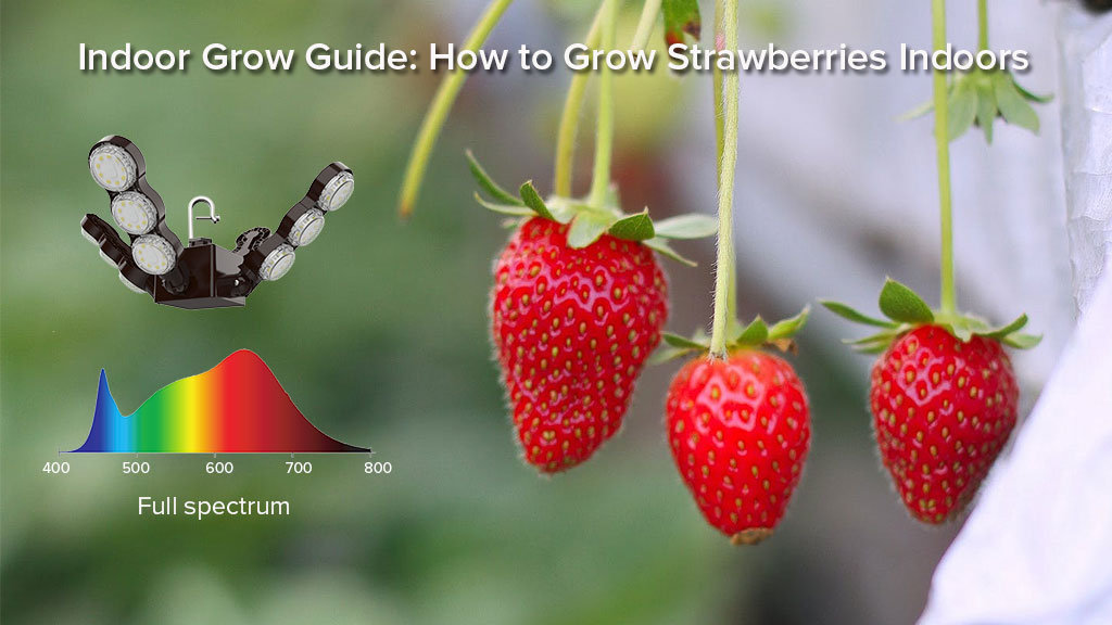 Indoor Houseplant Guide: How to Grow Strawberries Indoors